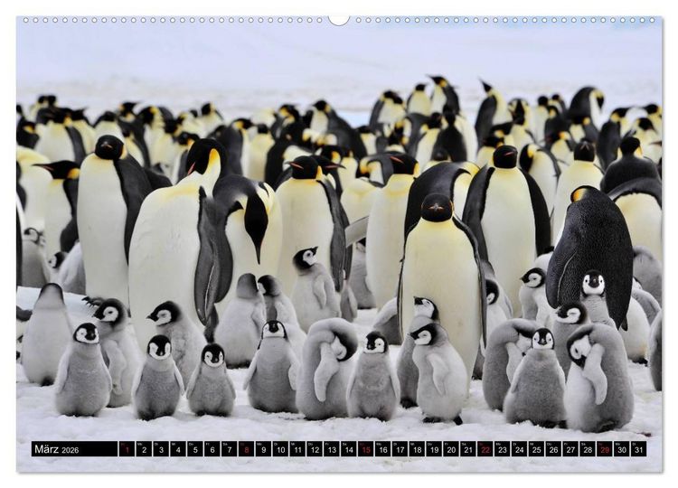Produktbild: Pinguine - Watscheln im festlichen Kleid (Wandkalender 2026 DIN A2 quer), CALVENDO Monatskalender