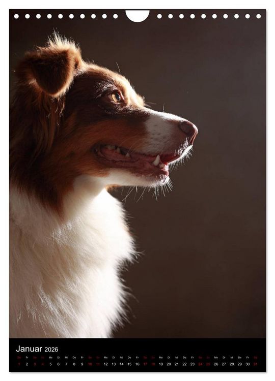 Produktbild: Geliebte Aussies - Australian Shepherds im Portrait (Wandkalender 2026 DIN A4 hoch), CALVENDO Monatskalender