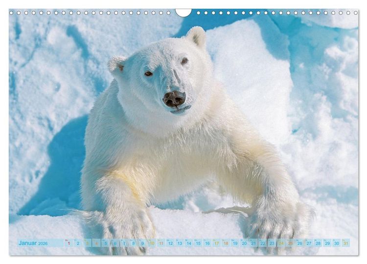 Produktbild: Eisb&auml;ren: Lebensk&uuml;nstler im Eis (Wandkalender 2026 DIN A3 quer), CALVENDO Monatskalender