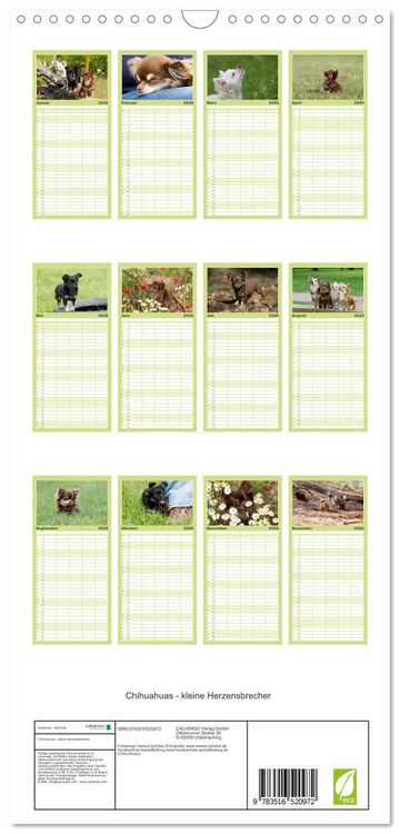 Produktbild: Familienplaner 2026 - Chihuahuas - kleine Herzensbrecher mit 5 Spalten (Wandkalender, 21 x 45 cm) CALVENDO
