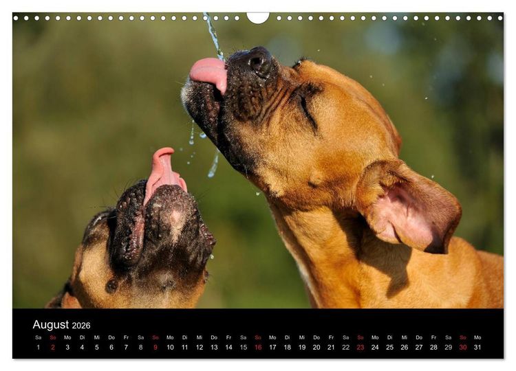 Produktbild: Boxer ? Was sonst ! (Wandkalender 2026 DIN A3 quer), CALVENDO Monatskalender