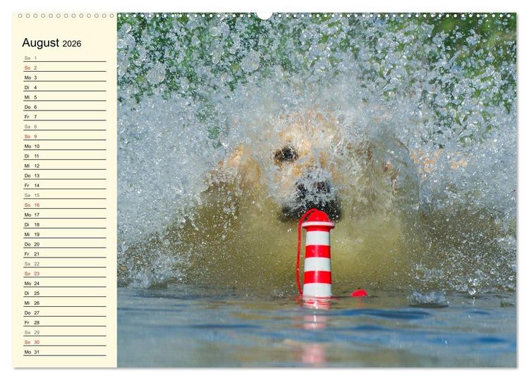 Produktbild: Das Gl&uuml;ck hat einen Namen - Golden Retriever (Wandkalender 2026 DIN A2 quer), CALVENDO Monatskalender
