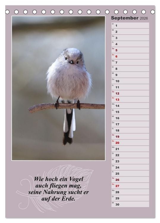 Produktbild: Schwanzmeisen, die niedlichen kleinen Pfannenstielchen (Tischkalender 2026 DIN A5 hoch), CALVENDO Monatskalender