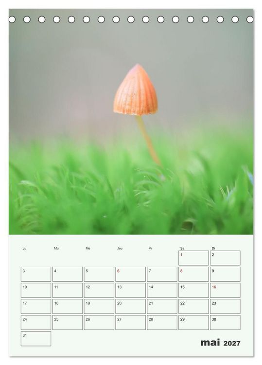 Produktbild: Champignons magiques - Beaut&eacute;s &eacute;ph&eacute;m&egrave;res (Calendrier de bureau 2027 DIN A5 horizontal), CALVENDO calendrier mensuel