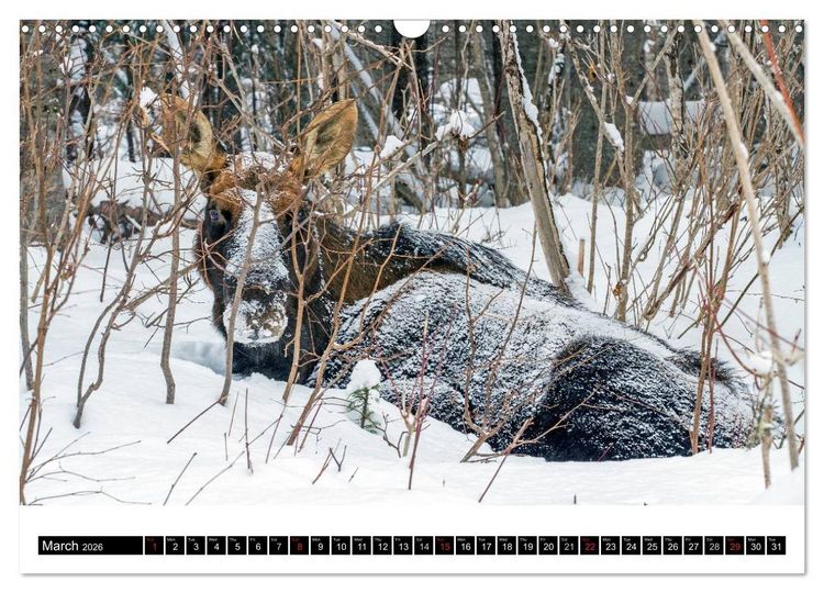 Produktbild: MOOSE Of The Northern Woods (Wall Calendar 2026 DIN A3 landscape), CALVENDO 12 Month Wall Calendar
