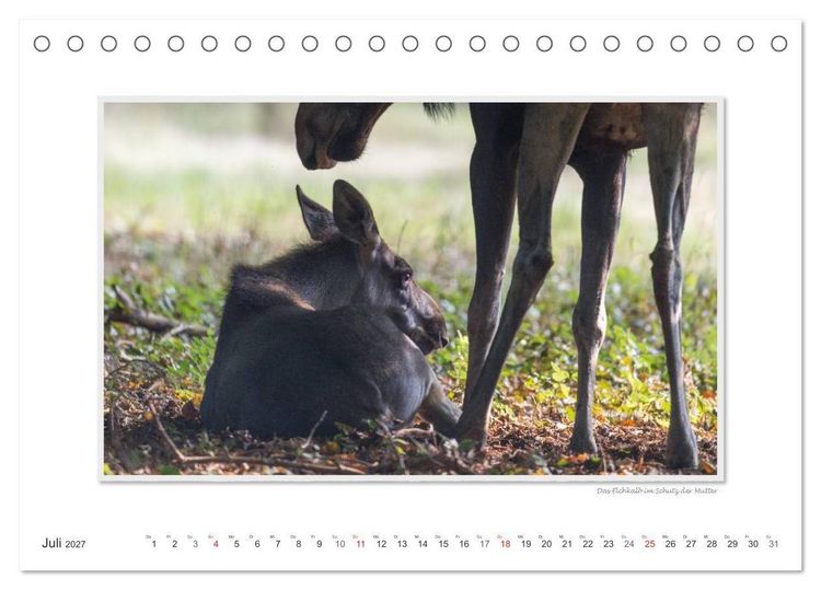 Produktbild: Emotionale Momente: Europ&auml;ischer Elch. (Tischkalender 2027 DIN A5 quer), CALVENDO Monatskalender