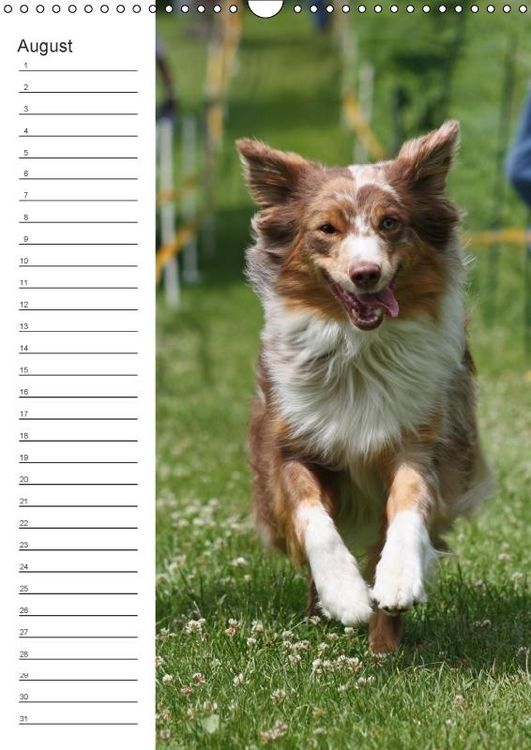 Produktbild: Der Aussie - Geburtstagskalender (Wandkalender immerw&auml;hrend DIN A3 hoch)