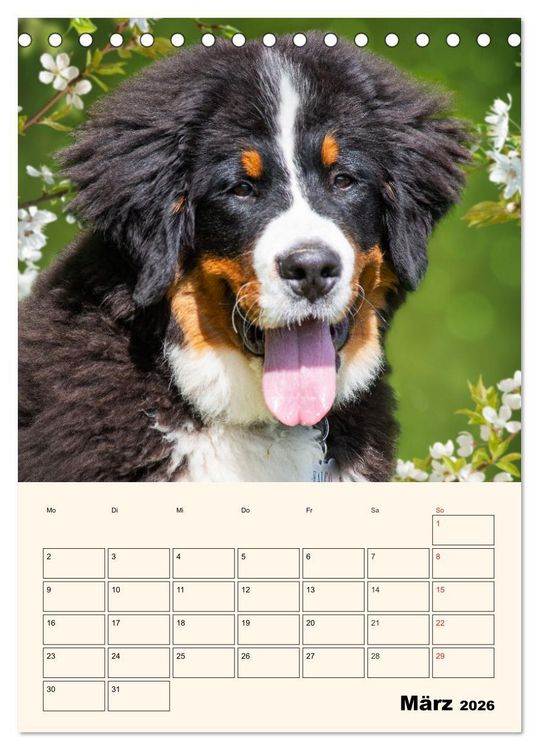 Produktbild: Traumhaft sch&ouml;n - Der Berner Sennenhund (Tischkalender 2026 DIN A5 hoch), CALVENDO Monatskalender