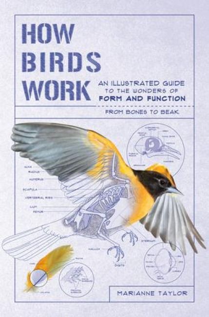 Produktbild: How Birds Work