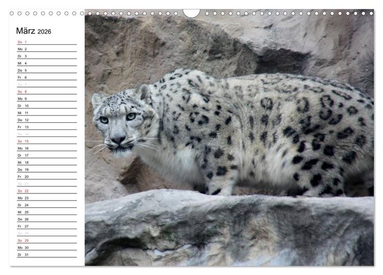 Produktbild: Der Schneeleopard (Wandkalender 2026 DIN A3 quer), CALVENDO Monatskalender