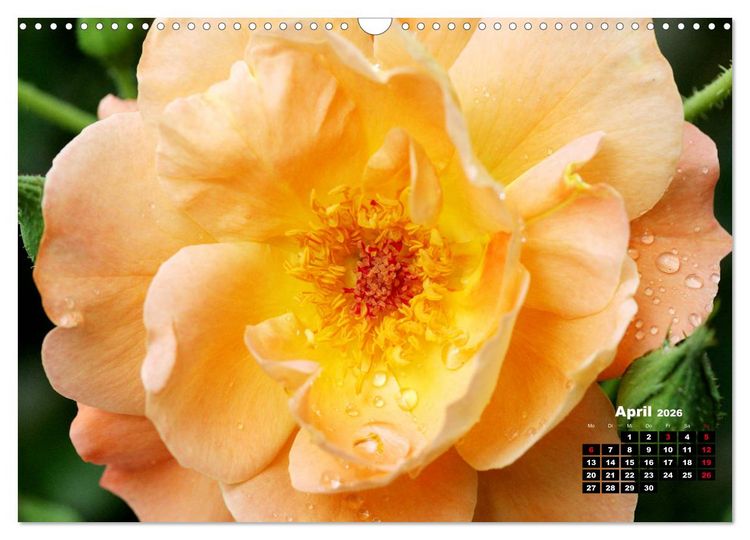 Produktbild: Magie der Rosen (Wandkalender 2026 DIN A3 quer), CALVENDO Monatskalender
