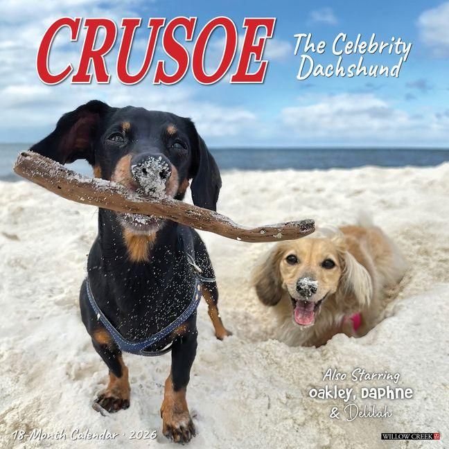 Produktbild: Crusoe the Celebrity Dachshund 2026 Wall Calendar