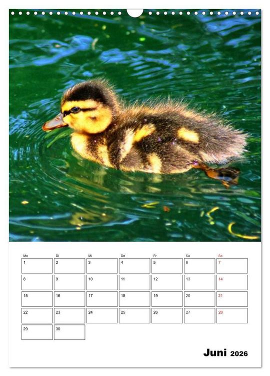 Produktbild: Heimische Wildtiere Terminplaner (Wandkalender 2026 DIN A3 hoch), CALVENDO Monatskalender