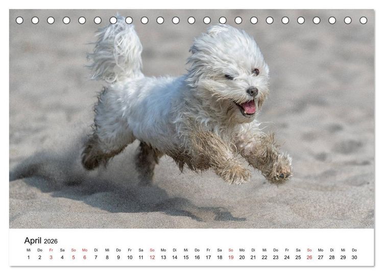 Produktbild: Moritz, der freche Malteser (Tischkalender 2026 DIN A5 quer), CALVENDO Monatskalender
