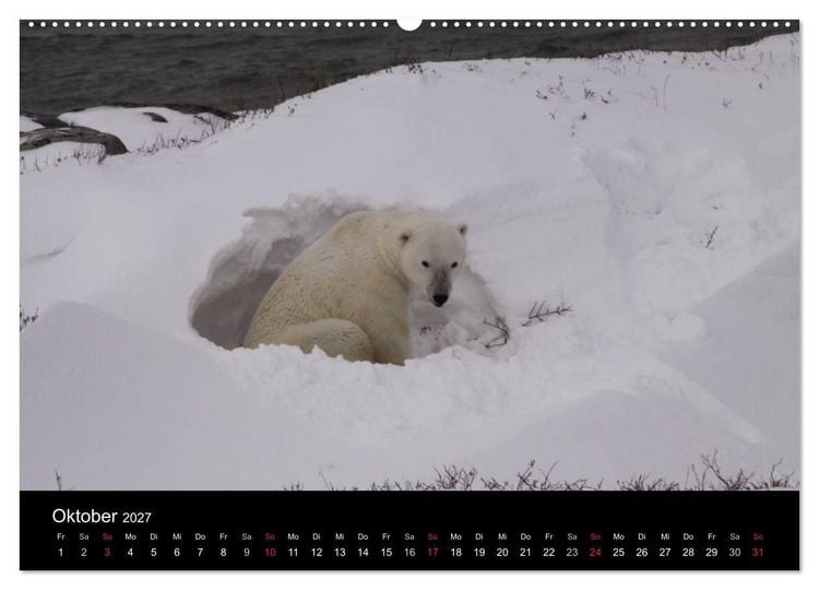 Produktbild: Arktische Tr&auml;ume - Eisb&auml;ren in Kanada (Wandkalender 2027 DIN A2 quer), CALVENDO Monatskalender