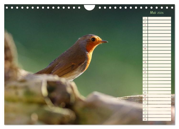 Produktbild: Gefiederte Sch&ouml;nheiten - Das Rotkehlchen / Planer (Wandkalender 2026 DIN A4 quer), CALVENDO Monatskalender