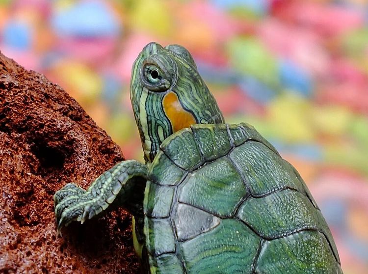 Produktbild: CALVENDO Puzzle Kleine Schildkr&ouml;te | 2000 Teile Lege-Gr&ouml;&szlig;e 90x67cm Foto-Puzzle f&uuml;r gl&uuml;ckliche Stunden