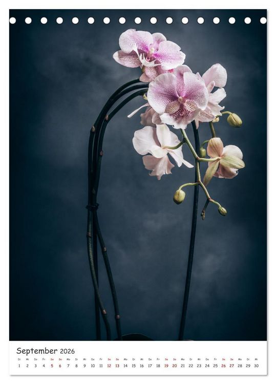 Produktbild: Orchideen Zauber (Tischkalender 2026 DIN A5 hoch), CALVENDO Monatskalender
