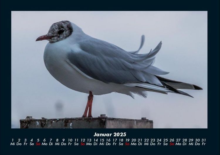 Produktbild: Welt der V&ouml;gel 2025 Fotokalender DIN A4