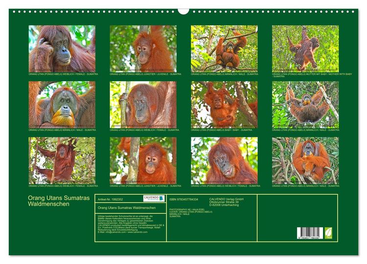 Produktbild: Orang Utans Sumatras Waldmenschen (Wandkalender 2026 DIN A2 quer), CALVENDO Monatskalender
