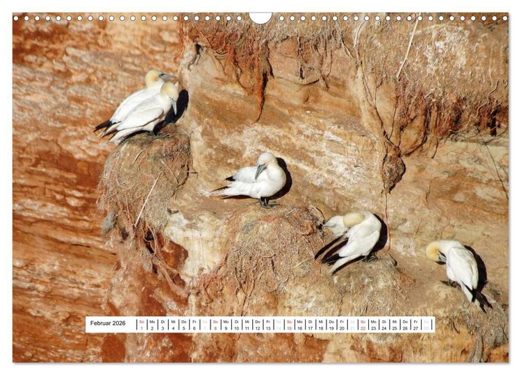 Produktbild: Hochsee-Insel Helgoland (Wandkalender 2026 DIN A3 quer), CALVENDO Monatskalender