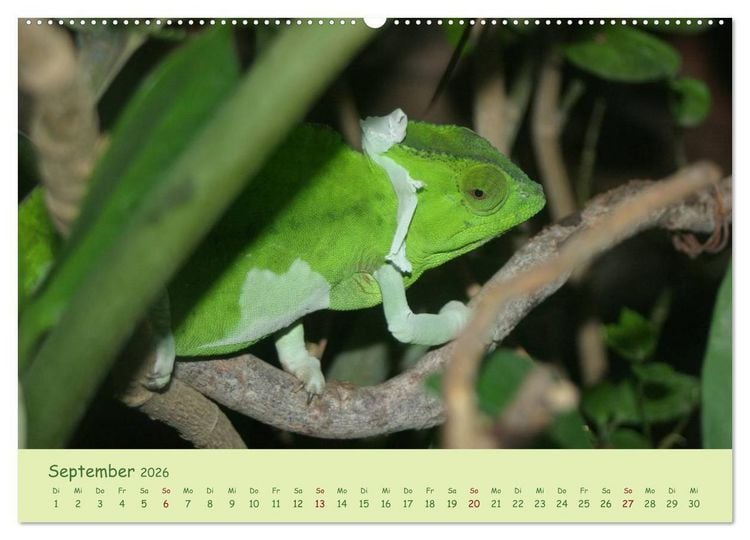 Produktbild: Augenblicke der Cham&auml;leons (hochwertiger Premium Wandkalender 2026 DIN A2 quer), Kunstdruck in Hochglanz
