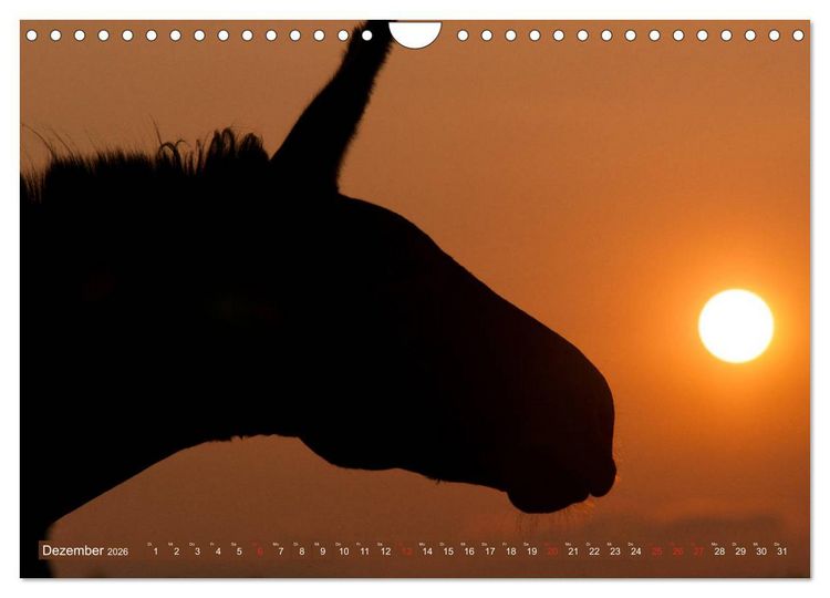 Produktbild: Liebenswerte Langohren - Die Sch&ouml;nheit der Esel (Wandkalender 2026 DIN A4 quer), CALVENDO Monatskalender