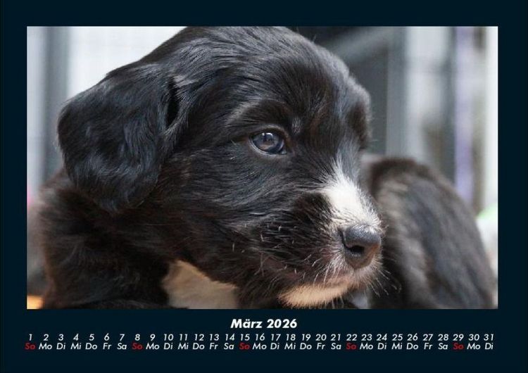 Produktbild: Welpen 2026 Fotokalender DIN A4