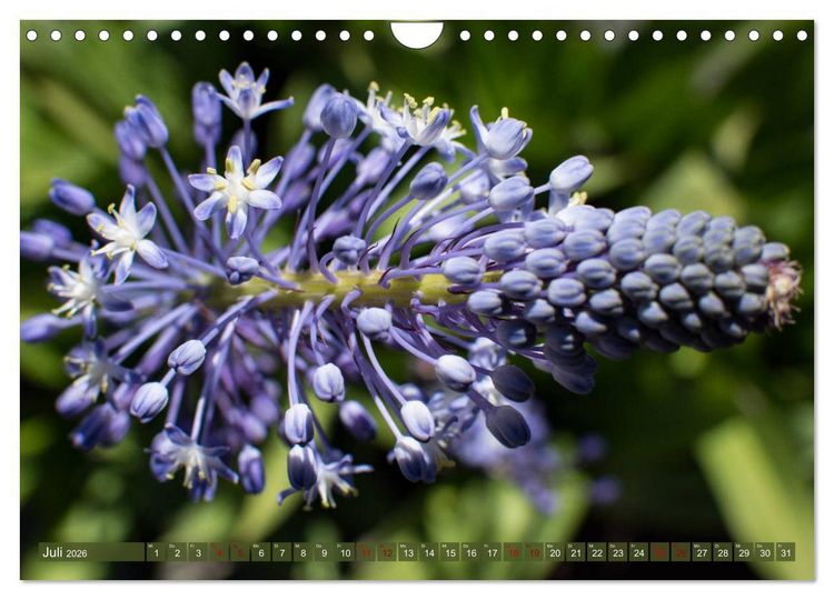 Produktbild: Fynbos - Die einzigartige Flora S&uuml;dafrikas (Wandkalender 2026 DIN A4 quer), CALVENDO Monatskalender