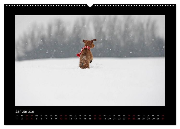 Produktbild: Elli Pirelli... aus dem Leben eines fr&ouml;hlichen Pinscher-Dackel-M&auml;dels (Wandkalender 2026 DIN A2 quer), CALVENDO Monatskalender