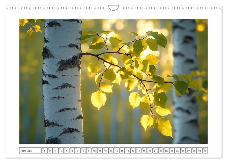 Produktbild: Birkenzauber (Wandkalender 2026 DIN A3 quer), CALVENDO Monatskalender