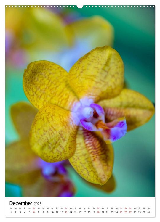 Produktbild: Orchideen (hochwertiger Premium Wandkalender 2026 DIN A2 hoch), Kunstdruck in Hochglanz