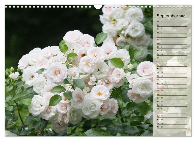 Produktbild: Rosensommer (Wandkalender 2026 DIN A3 quer), CALVENDO Monatskalender