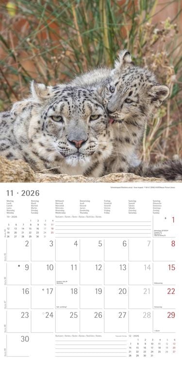 Produktbild: Tierbabys 2026 - Broschürenkalender 30x30 cm (30x60 geöffnet) - Kalender mit Platz für Notizen - Baby Animals - Bildkalender - Wandplaner - Alpha Edit
