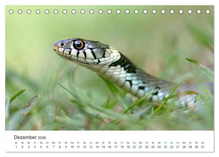 Produktbild: Schlangen - Portraits europ&auml;ischer Arten (Tischkalender 2026 DIN A5 quer), CALVENDO Monatskalender