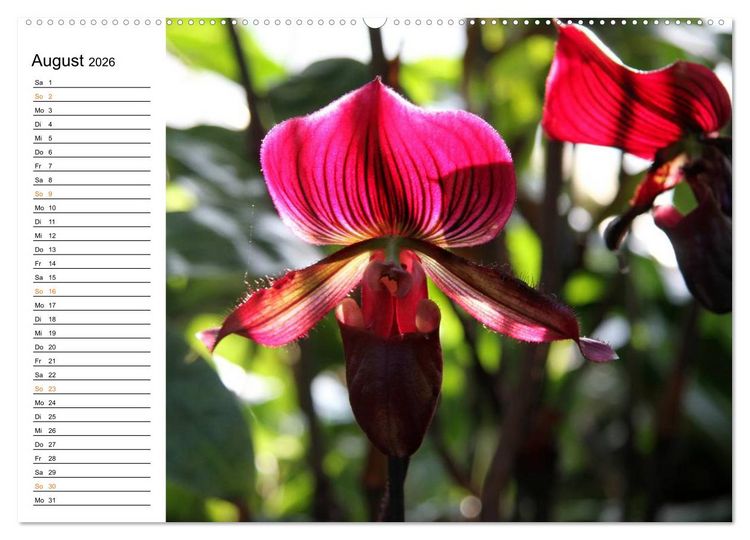 Produktbild: Prachtvolle Orchideen (Wandkalender 2026 DIN A2 quer), CALVENDO Monatskalender