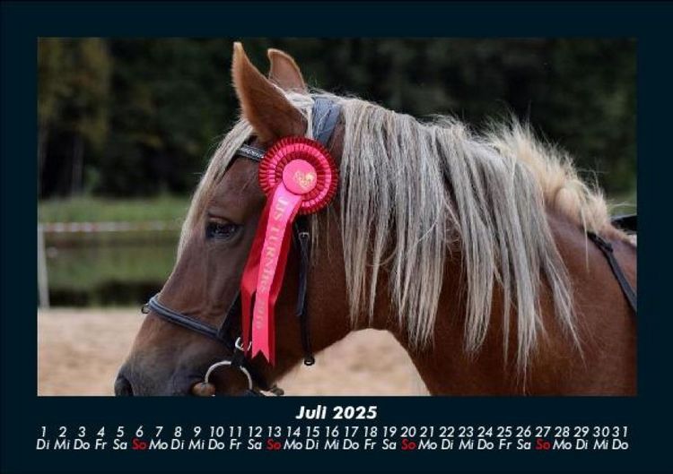 Produktbild: Pferde Kalender 2025 Fotokalender DIN A5