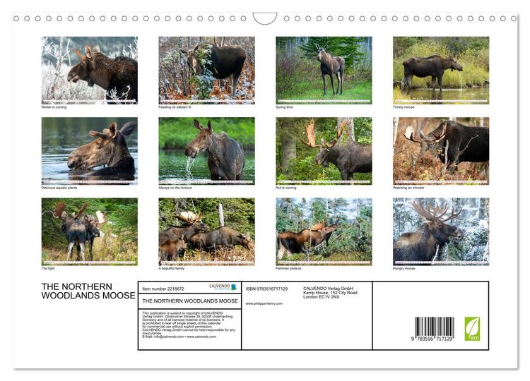 Produktbild: THE NORTHERN WOODLANDS MOOSE (Wall Calendar 2026 DIN A3 landscape), CALVENDO 12 Month Wall Calendar
