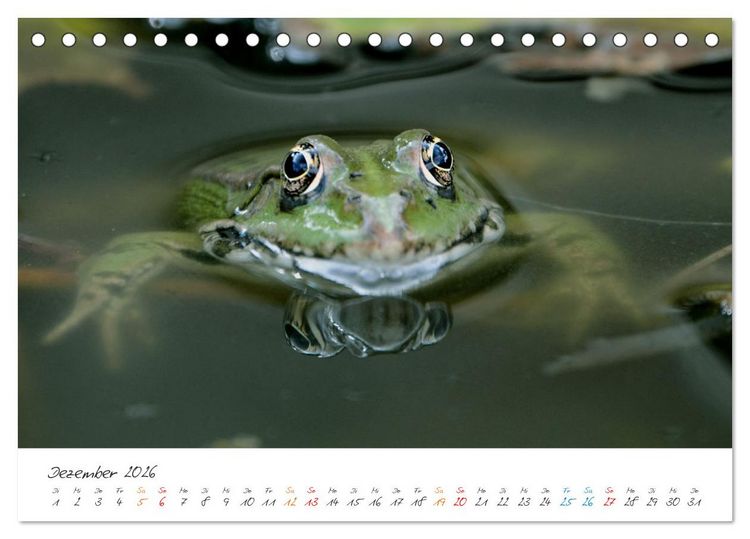 Produktbild: Frosch Karl, Hans und Max im Einklang der Natur (Tischkalender 2026 DIN A5 quer), CALVENDO Monatskalender
