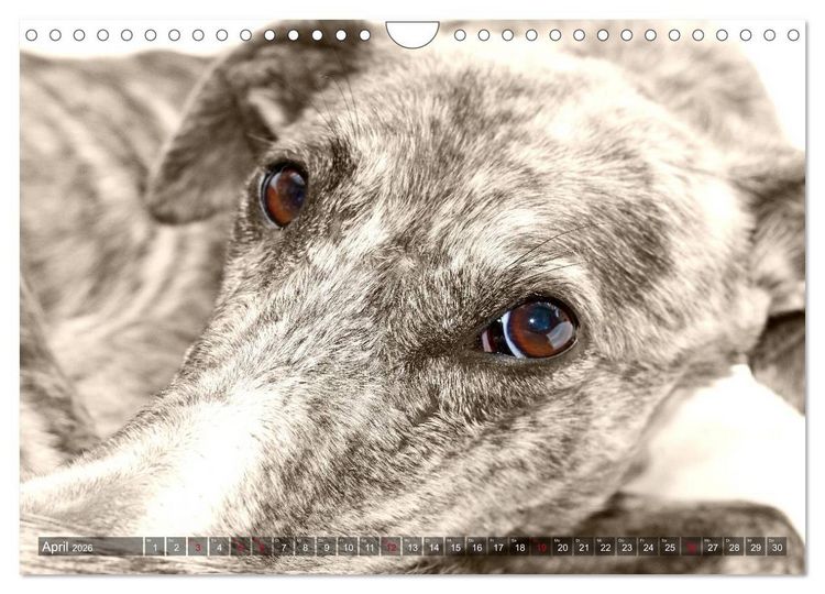 Produktbild: Galgo eye-catcher (Wandkalender 2026 DIN A4 quer), CALVENDO Monatskalender