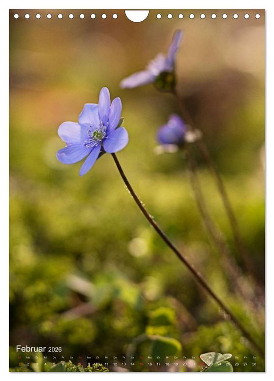 Produktbild: NATUR PUR Kleine Blumen am Wegesrand (Wandkalender 2026 DIN A4 hoch), CALVENDO Monatskalender