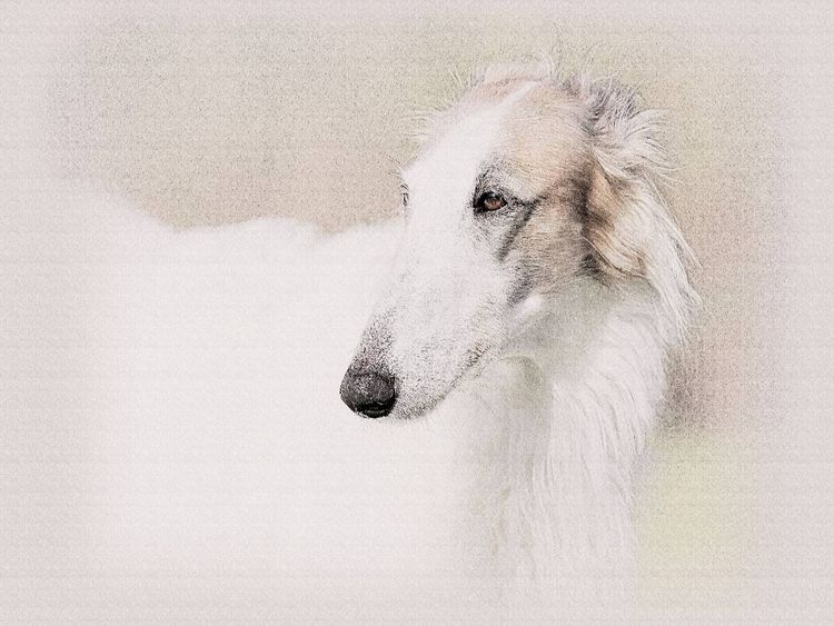 Produktbild: CALVENDO Puzzle Ein Motiv aus dem Kalender Windhunde 2017 | 1000 Teile Lege-Gr&ouml;&szlig;e 64x48cm Foto-Puzzle f&uuml;r gl&uuml;ckliche Stunden