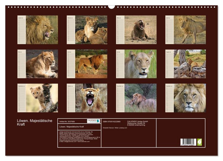 Produktbild: L&ouml;wen. Majest&auml;tische Kraft (Wandkalender 2026 DIN A2 quer), CALVENDO Monatskalender