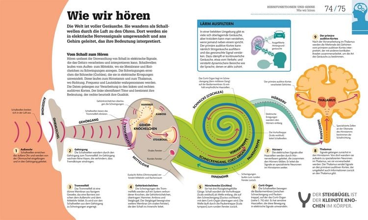 Produktbild: #dkinfografik. Das menschliche Gehirn und wie es funktioniert