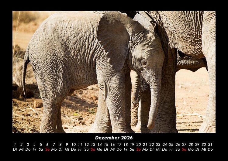 Produktbild: Elefanten Kalender 2026 Fotokalender DIN A3