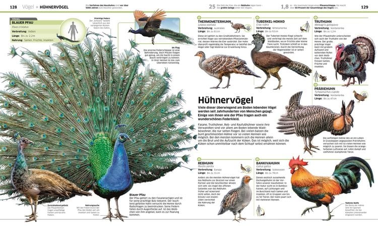 Produktbild: DK Wissen. Tiere