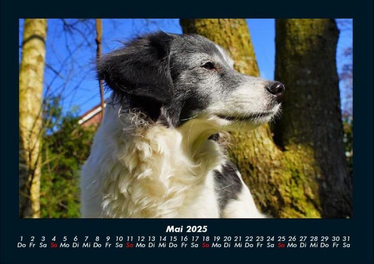Produktbild: Hundezauber 2025 Fotokalender DIN A4