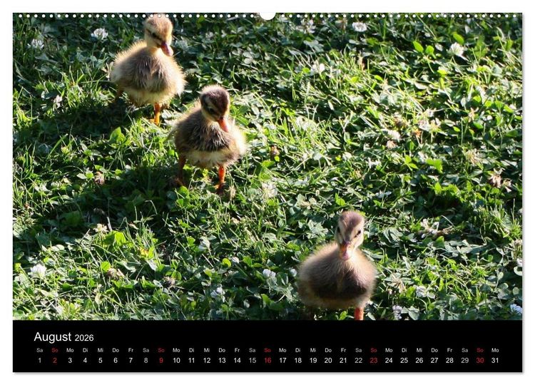 Produktbild: Laufentenk&uuml;ken - Sunny (Wandkalender 2026 DIN A2 quer), CALVENDO Monatskalender