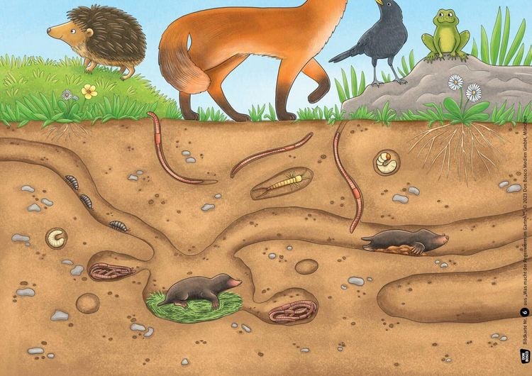 Produktbild: Was macht der Regenwurm im Garten? Kamishibai Bildkartenset