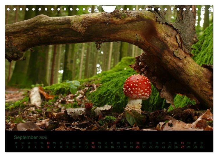 Produktbild: Im Reich der Pilze (Wandkalender 2026 DIN A4 quer), CALVENDO Monatskalender